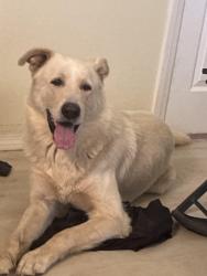 Found/Stray Male Dog last seen Riverside ave, Hesperia, CA 92345