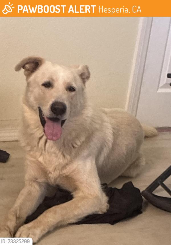 Found/Stray Male Dog last seen Riverside ave, Hesperia, CA 92345