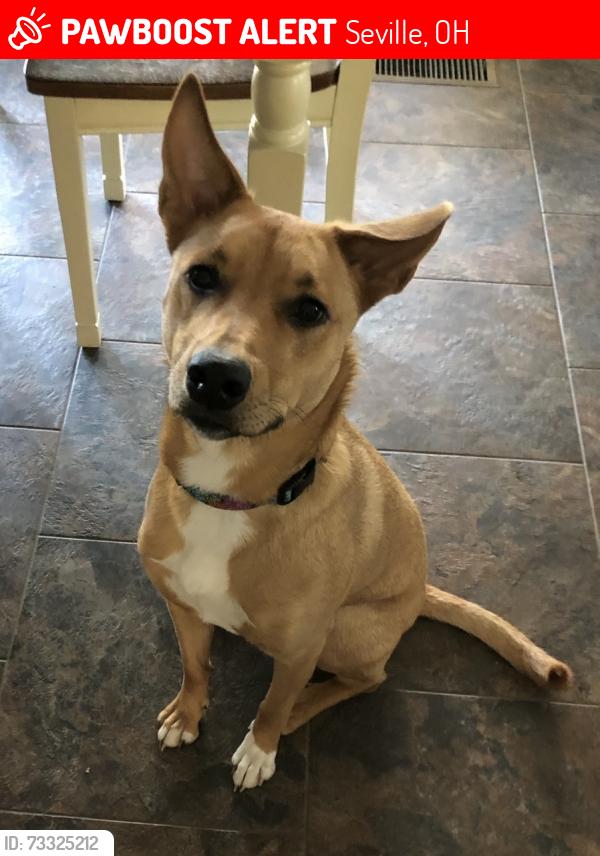 Lost Female Dog last seen Ryan & Greenwich, Seville, OH 44273