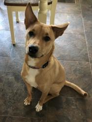 Lost Female Dog last seen Ryan & Greenwich, Seville, OH 44273