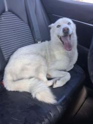 Reunited Female Dog last seen 38th st and ocean view, San Diego, CA 92113