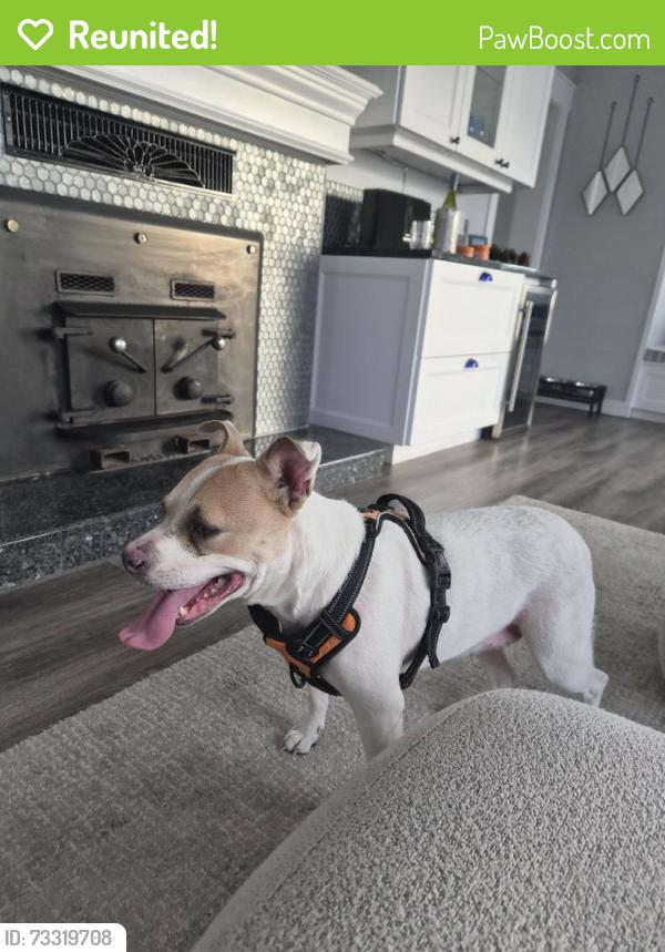 Reunited Female Dog last seen Browns Point Lighthouse, Browns Point, WA 98422