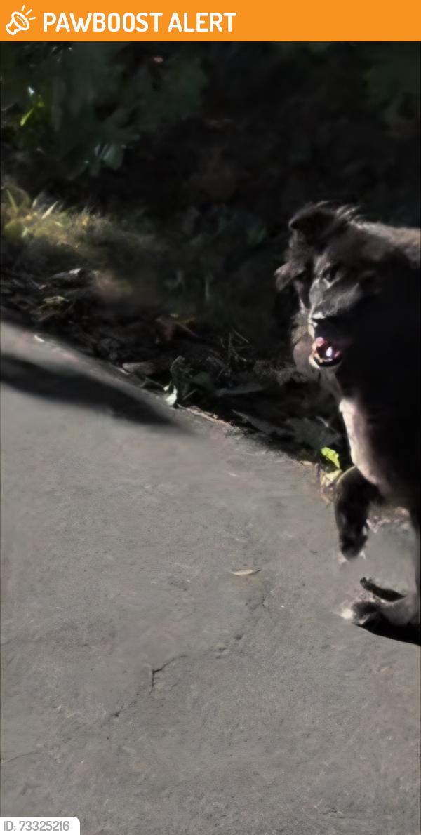 Found/Stray Unknown Dog last seen Mc Guire trl, North Vancouver, BC 