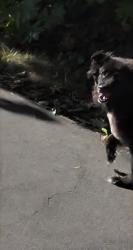 Found/Stray Unknown Dog last seen Mc Guire trl, North Vancouver, BC 