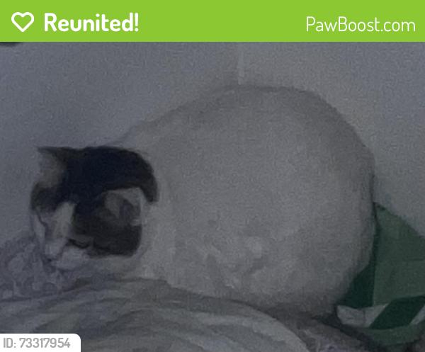 Reunited Female Cat last seen Staitti and Ave E, Humble, TX 77338