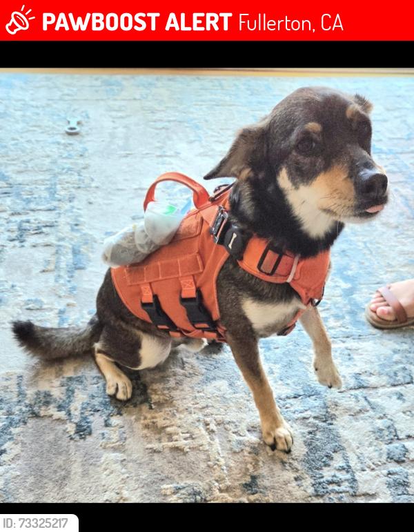 Lost Male Dog last seen Lemon / Valencia, Fullerton, CA 92832