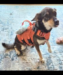 Lost Male Dog last seen Lemon / Valencia, Fullerton, CA 92832