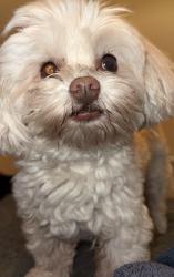 Reunited Female Dog last seen Last seen in the enclave gated community behind Lowe’s on hammer, Stockton, CA 95212