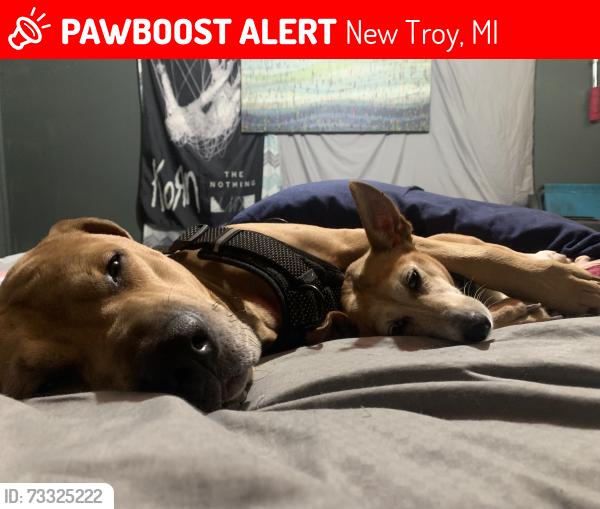Lost Male Dog last seen In my home, New Troy, MI 49125