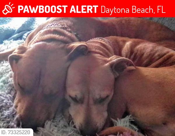 Lost Female Dog last seen North st and ridgewood ave, Daytona Beach, FL 32114