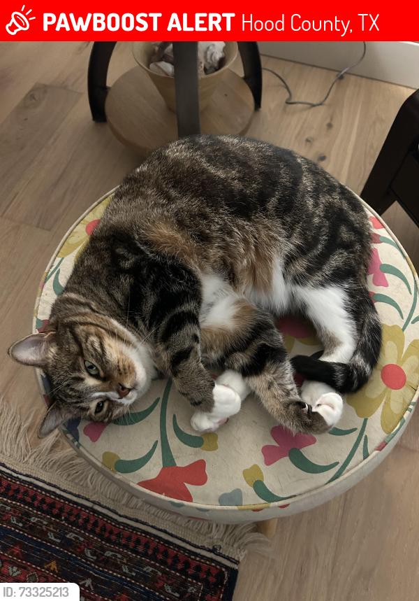 Lost Female Cat last seen Legend Trail, DeCordova Ranch Granbury, TX, Hood County, TX 76049