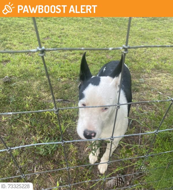 Found/Stray Male Dog last seen Casey road woodruff sc, Spartanburg County, SC 29388