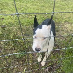 Found/Stray Male Dog last seen Casey road woodruff sc, Spartanburg County, SC 29388
