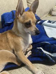 Lost Female Dog last seen Tracemeadow, Houston, TX 77066