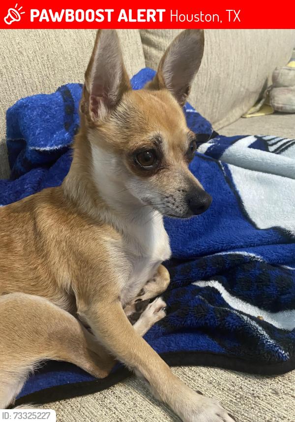 Lost Female Dog last seen Tracemeadow, Houston, TX 77066