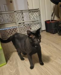 Reunited Female Cat last seen Bar Bit and Doubletree, Spring Valley, CA 91978