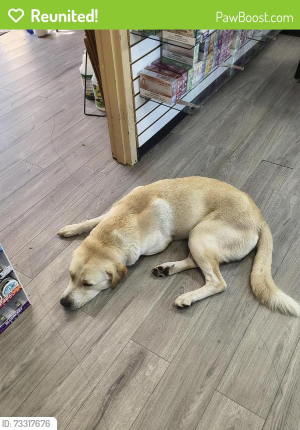 Reunited Male Dog last seen Vapor world Kansas expressway, Springfield, MO 65803