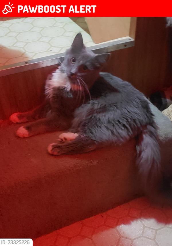 Lost Male Cat last seen By carbon county fair in palmerton, Lower Towamensing Township, PA 18071