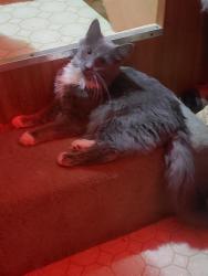 Lost Male Cat last seen By carbon county fair in palmerton, Lower Towamensing Township, PA 18071