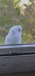 Found/Stray Unknown Bird last seen Between Kerby Ave and Commercial, and the alley in between, Portland, OR 97217