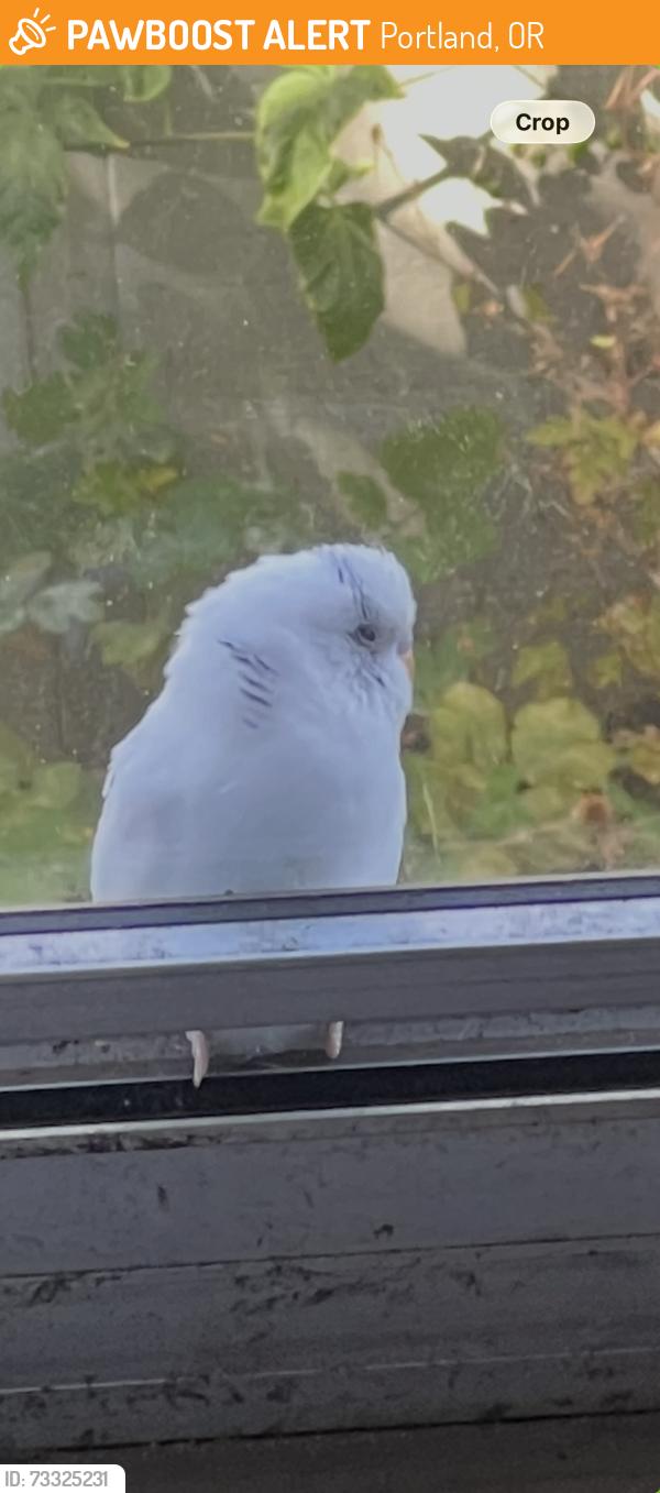 Found/Stray Unknown Bird last seen Between Kerby Ave and Commercial, and the alley in between, Portland, OR 97217