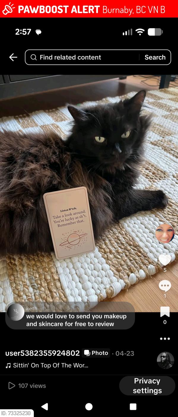 Lost Female Cat last seen Holmes and cariboo road, Burnaby, BC V3N 4B6