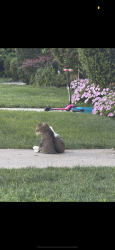 Found/Stray Unknown Cat last seen Canary drive lake wood nj, Lakewood, NJ 08701