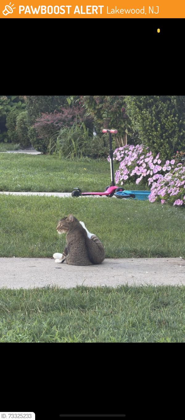 Found/Stray Unknown Cat last seen Canary drive lake wood nj, Lakewood, NJ 08701