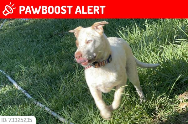 Lost Male Dog last seen Harding rd, Connelly Springs, NC 28612