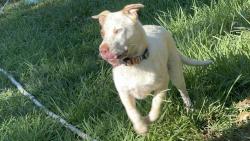 Lost Male Dog last seen Harding rd, Connelly Springs, NC 28612