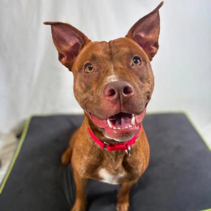 Shelter Stray Female Dog last seen Rivermont dr, Gastonia, NC, 1491 Business Park Ct, Gastonia, NC 28052, USA