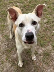 Shelter Stray Male Dog last seen W Alhambra Drive, Citrus Springs, FL, 4030 S Airport Rd, Inverness, FL 34450, USA