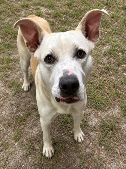 Shelter Stray Male Dog last seen W Alhambra Drive, Citrus Springs, FL, 4030 S Airport Rd, Inverness, FL 34450, USA