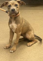 Shelter Stray Female Dog last seen , , GA, 3280 Chamblee Dunwoody Rd, Chamblee, GA 30341, USA