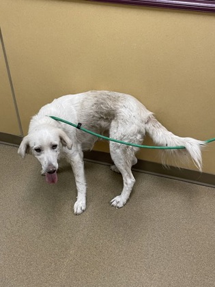 Shelter Stray Female Dog last seen 600-blk. Lazy River Cir., Duncanville, TX, 1150 E Pleasant Run Rd, Cedar Hill, TX 75104, USA