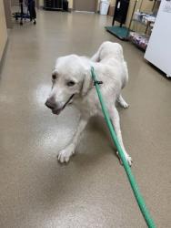 Shelter Stray Male Dog last seen 600-blk. Lazy River Cir., Duncanville, TX, 1150 E Pleasant Run Rd, Cedar Hill, TX 75104, USA