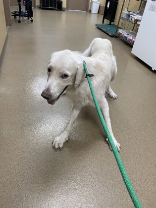 Shelter Stray Male Dog last seen 600-blk. Lazy River Cir., Duncanville, TX, 1150 E Pleasant Run Rd, Cedar Hill, TX 75104, USA
