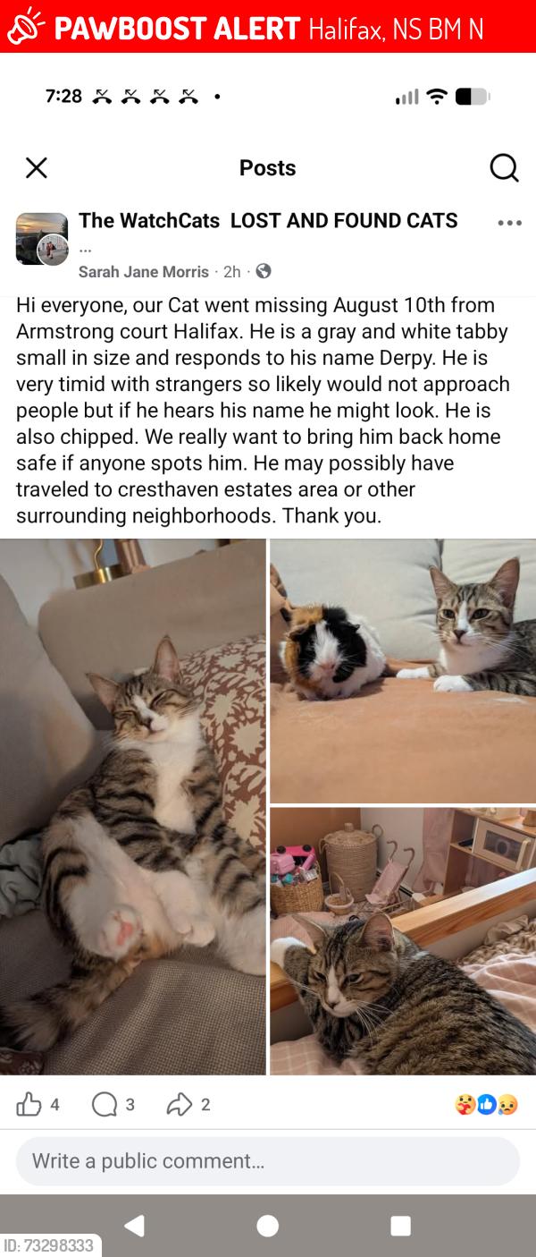 Lost Male Cat last seen Kearney lake rd/Clayton Park /Grosvenor Wentworth elementary School, Halifax, NS B3M 4N5