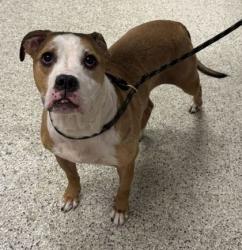 Shelter Stray Male Dog last seen Near Benton Blvd, 64128, MO, 7077 Elmwood Ave, Kansas City, MO 64132, USA