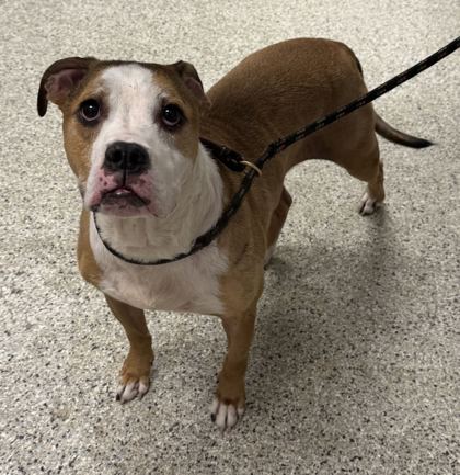 Shelter Stray Male Dog last seen Near Benton Blvd, 64128, MO, 7077 Elmwood Ave, Kansas City, MO 64132, USA
