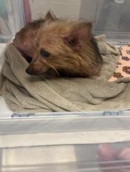 Shelter Stray Female Dog last seen SR 37 and Greenfield Ave, Noblesville City, IN, 10501 Hague Rd, Fishers, IN 46038, USA