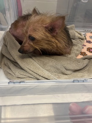 Shelter Stray Female Dog last seen SR 37 and Greenfield Ave, Noblesville City, IN, 10501 Hague Rd, Fishers, IN 46038, USA