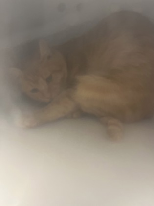 Shelter Stray Male Cat last seen Near Dewitt Dr, Fishers City, IN, 10501 Hague Rd, Fishers, IN 46038, USA