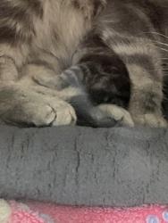 Shelter Stray Female Cat last seen 116th and Allisonville, HC Strays by Out of County Residents, IN, 10501 Hague Rd, Fishers, IN 46038, USA