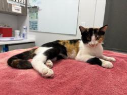 Shelter Stray Female Cat last seen 49th & N Oakley, KCMO, 64119, 64119, MO, 7077 Elmwood Ave, Kansas City, MO 64132, USA