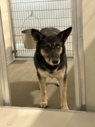 Shelter Stray Female Dog last seen S Academy Ave & E Manning Ave, Selma Zone Fresno CO 3 93662, CA, 1510 W Dan Ronquillo Dr, Fresno, CA 93706, USA