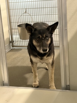 Shelter Stray Female Dog last seen S Academy Ave & E Manning Ave, Selma Zone Fresno CO 3 93662, CA, 1510 W Dan Ronquillo Dr, Fresno, CA 93706, USA