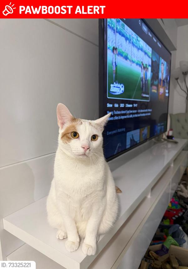 Lost Male Cat last seen 168th street with 22 avenue, North Miami Beach, FL 33162