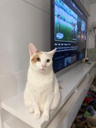 Lost Male Cat last seen 168th street with 22 avenue, North Miami Beach, FL 33162