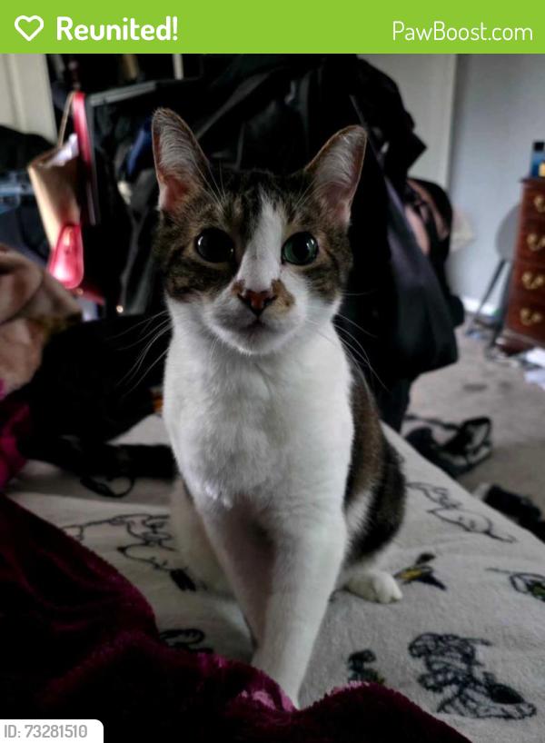 Reunited Female Cat last seen Lives near hemlock and Pattrson, Oxnard, CA 93035